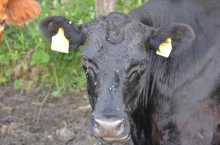 Face flies on cow