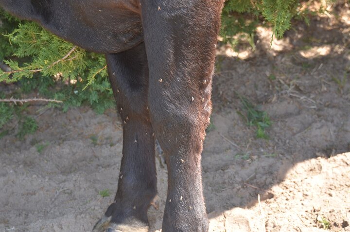 Stable flies on cattle legs