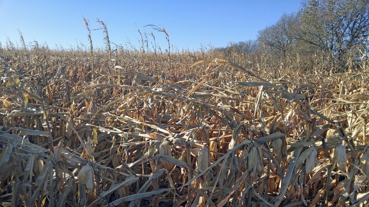 downed cornstalks