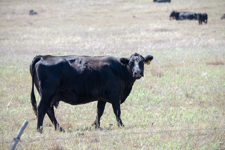 Cow grazing