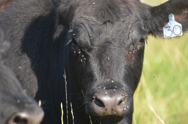 Face flies feeding on steer