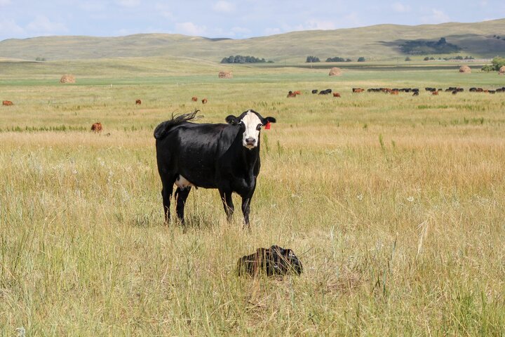 Fall calving cow and calf
