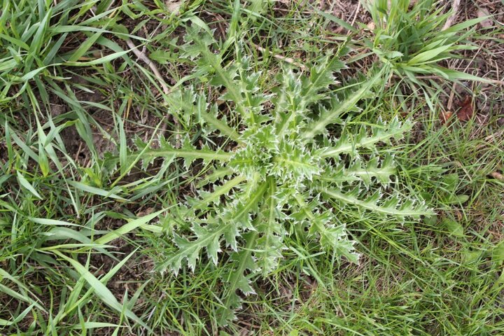 Thistle