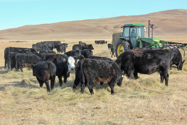 Feeding meadow hay to cows