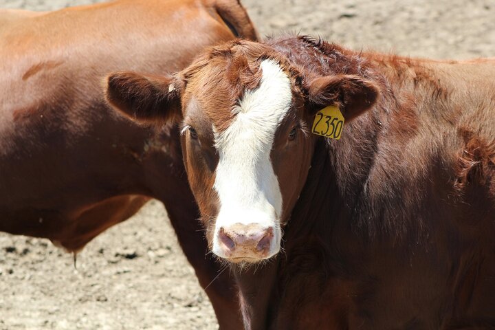 Feedlot steer