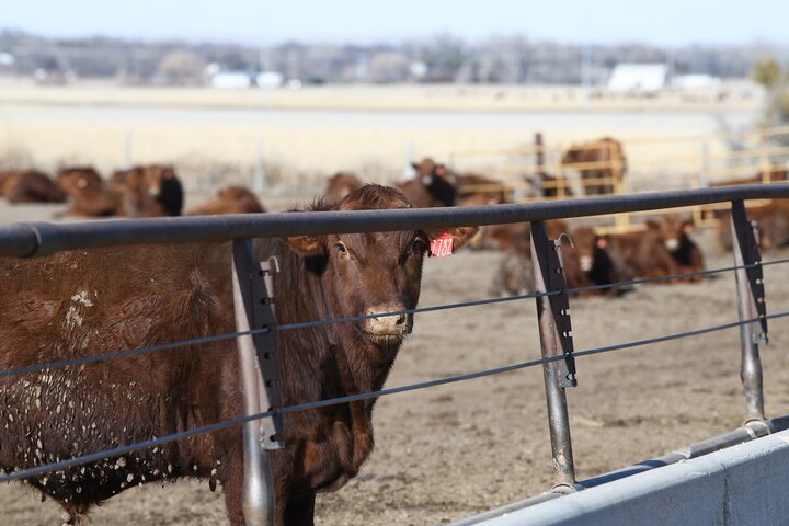 Steers in feedlot