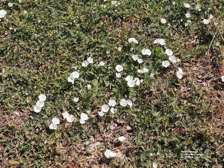 Field bindweed