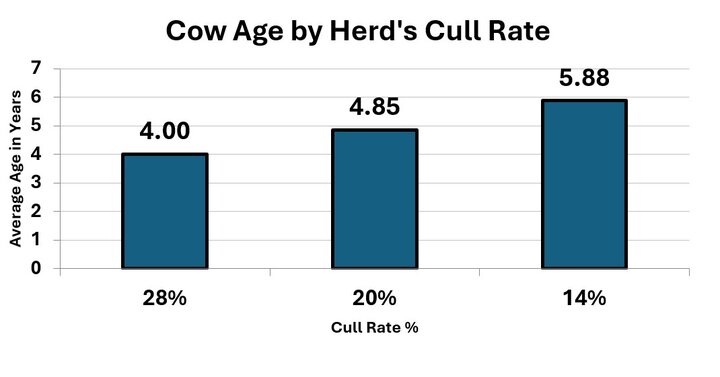 Cow age by herd's cull rate at 28, 20, and 14% cull rate