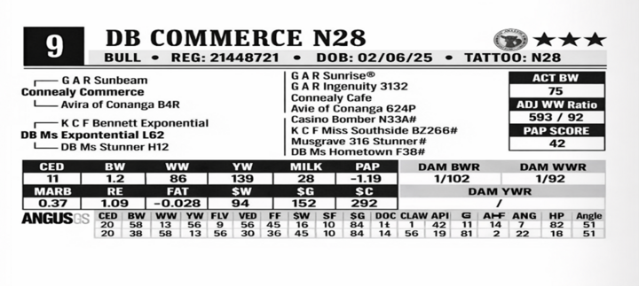 Bull sale catalog screenshot of lot 9