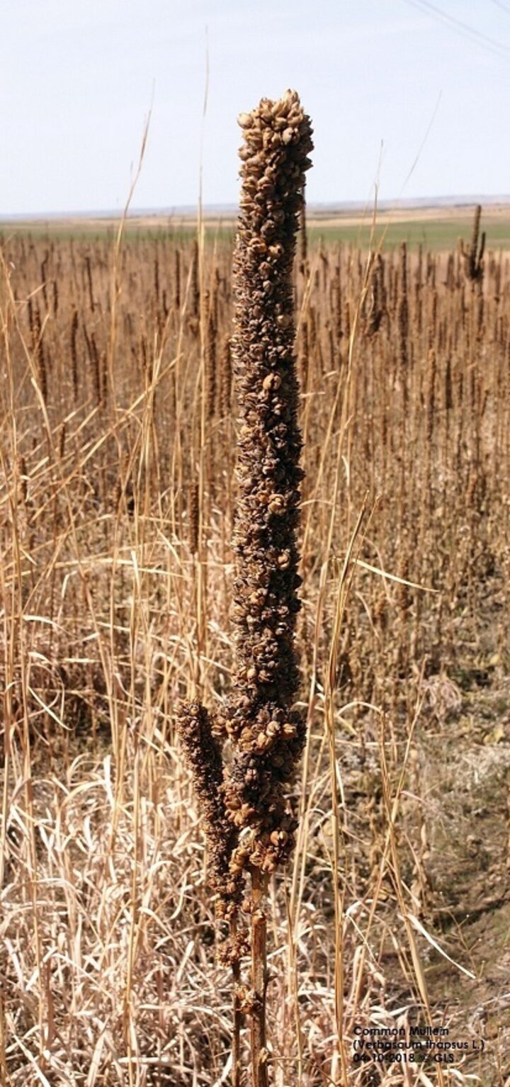 Common mullein seed head