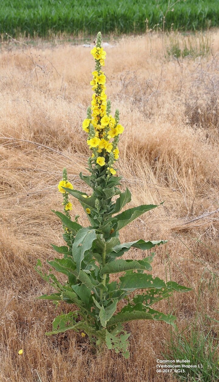 flower stalk