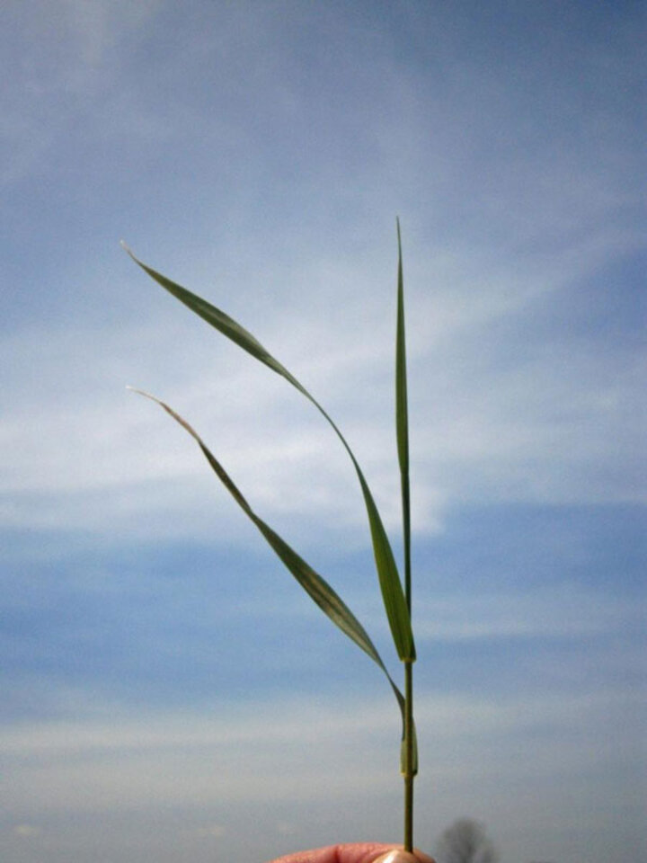 Close up of grass leaves