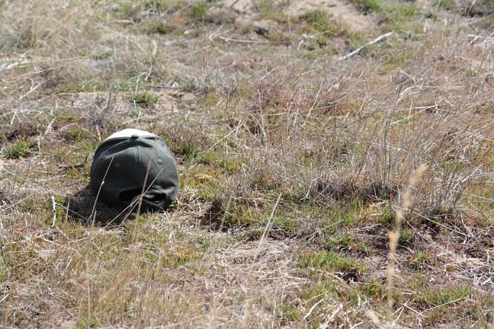 early season cheatgrass