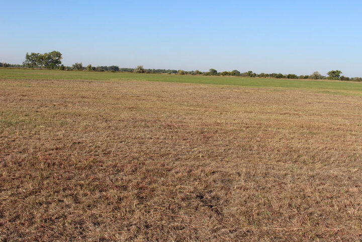 a cornfield