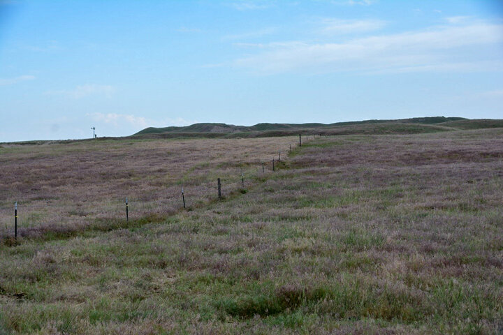 late season cheatgrass