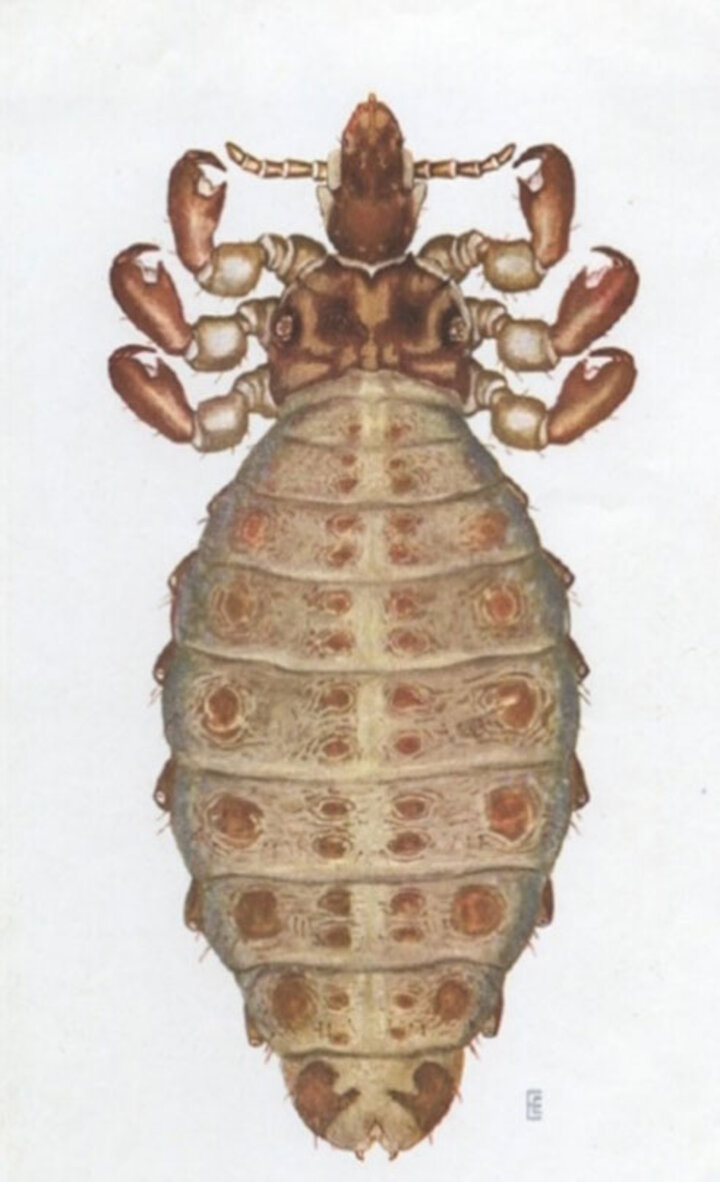 Short-nose cattle louse