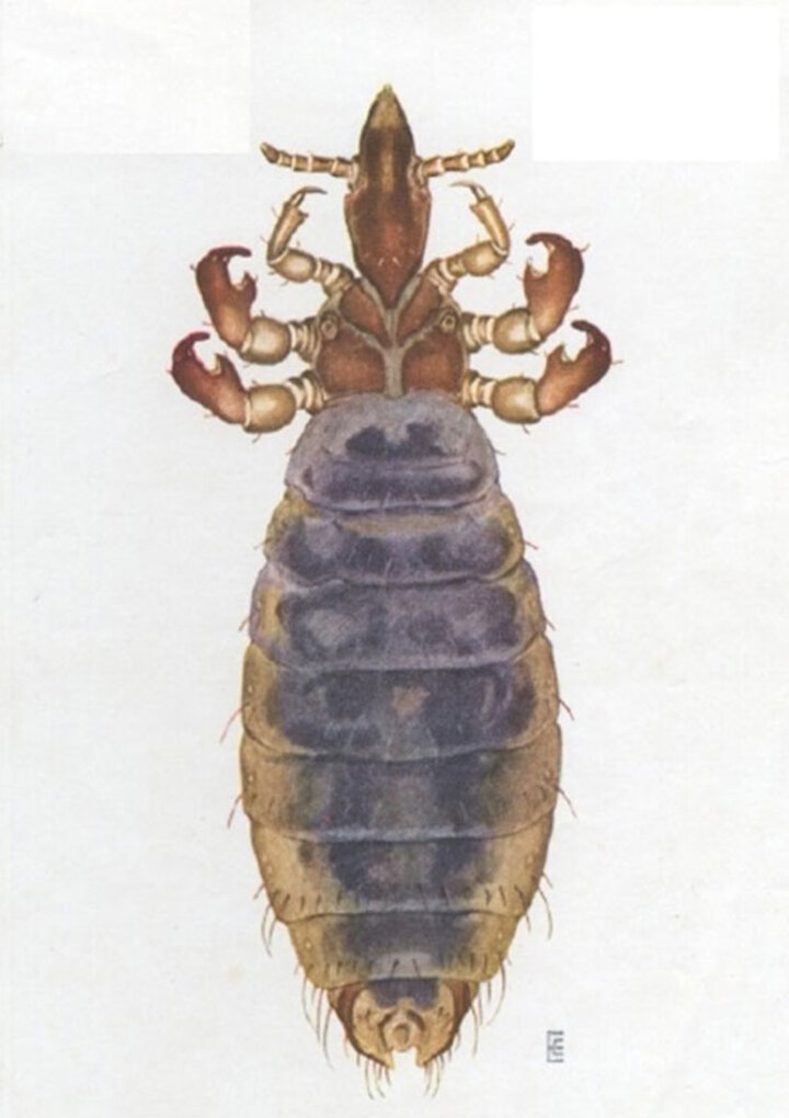 Long-nose cattle louse