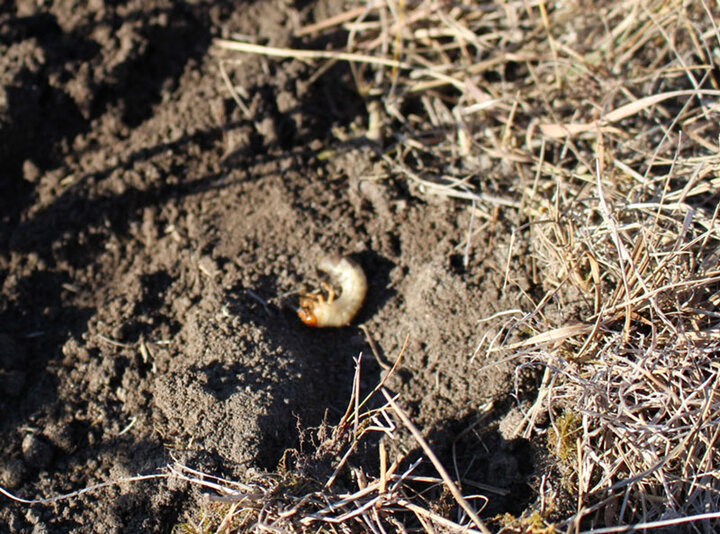 Close up of a grub