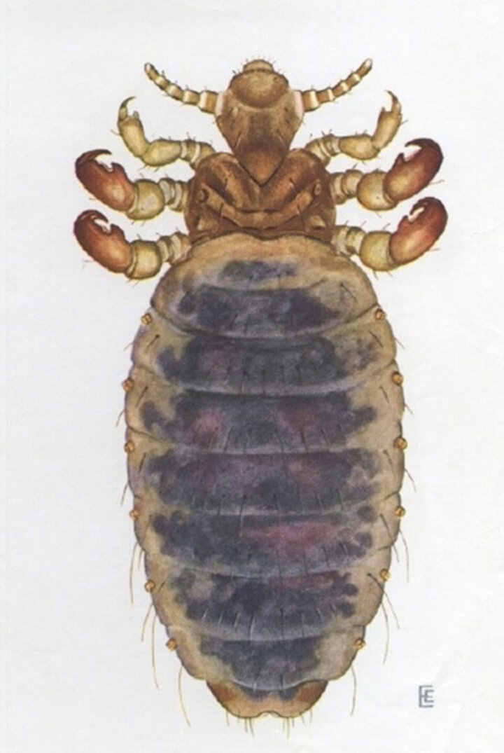 Little blue cattle louse