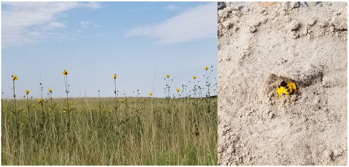 Stiff flowers and ground-nesting bee