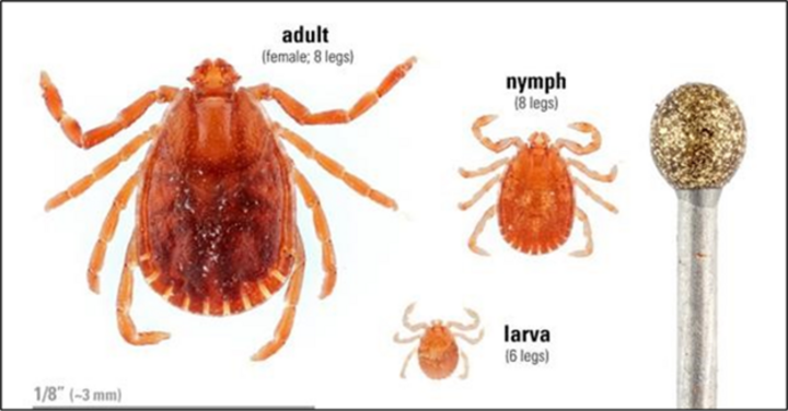 Asian longhorned tick life cycle