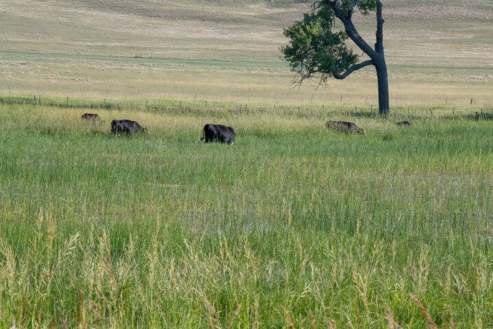 Cows grazing flooded meadow