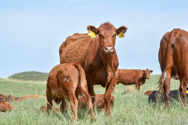 Cow and calf on range