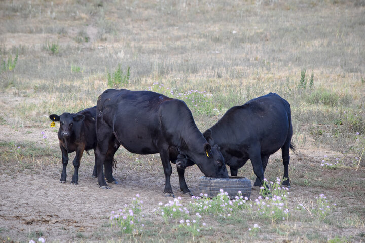 Cows on pasture