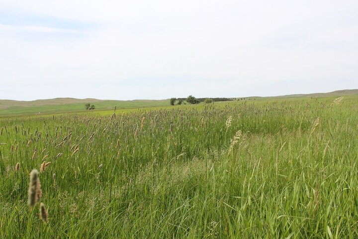 Pasture grasses