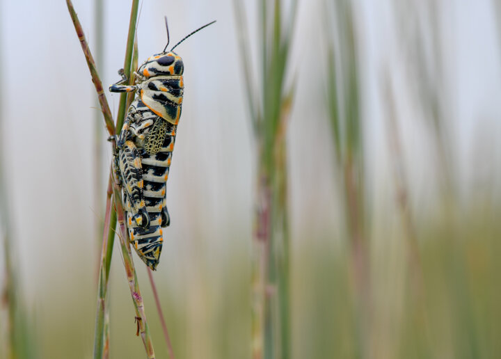 Grasshopper on grass