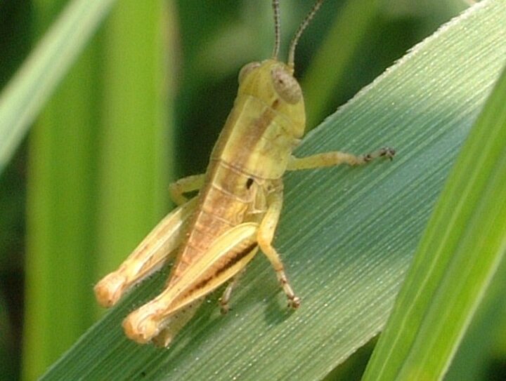 Green grasshopper nymph on grass blade.