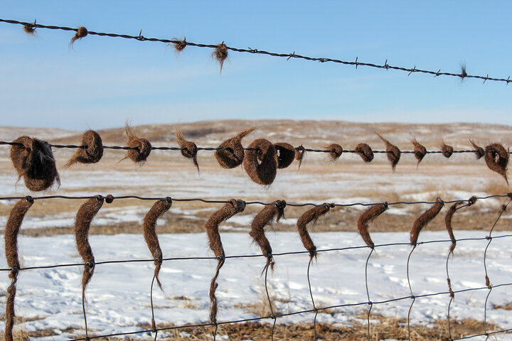 Cattle hair on fence from rubbing due to lice