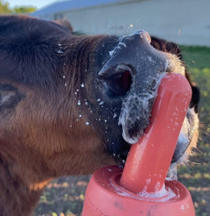 Baby calf