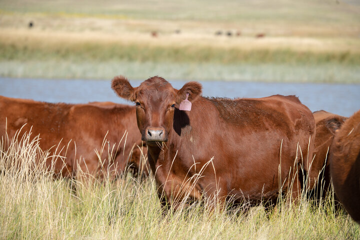 Heifer on range