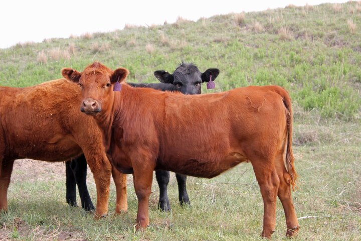Replacement heifers