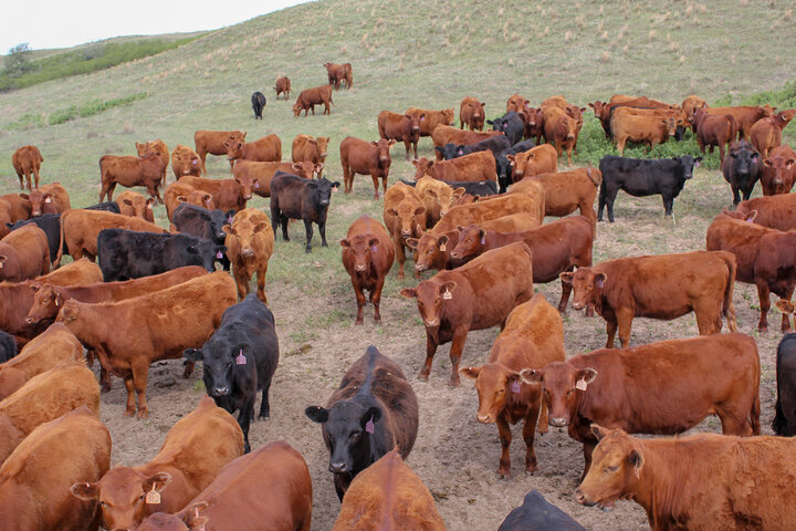 Heifers on rangeland