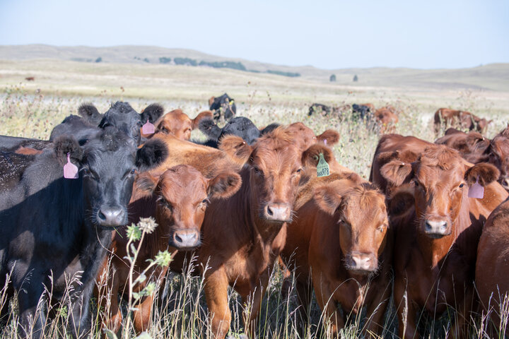 Heifers on pasture