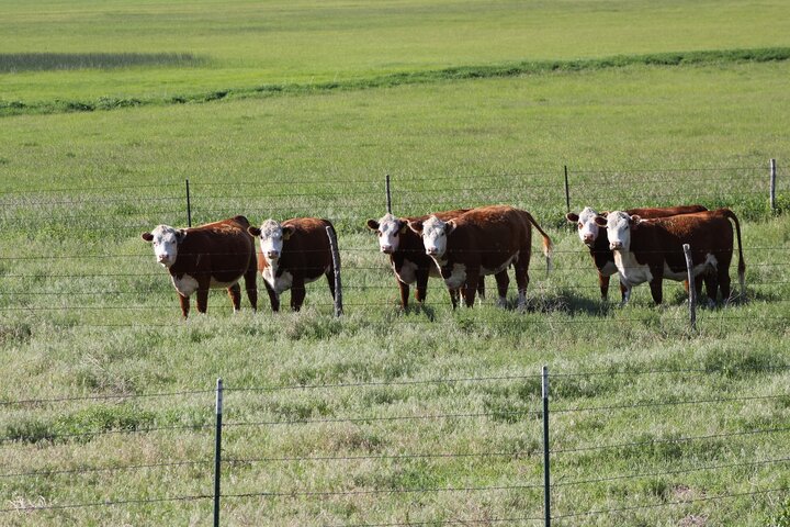 Cattle