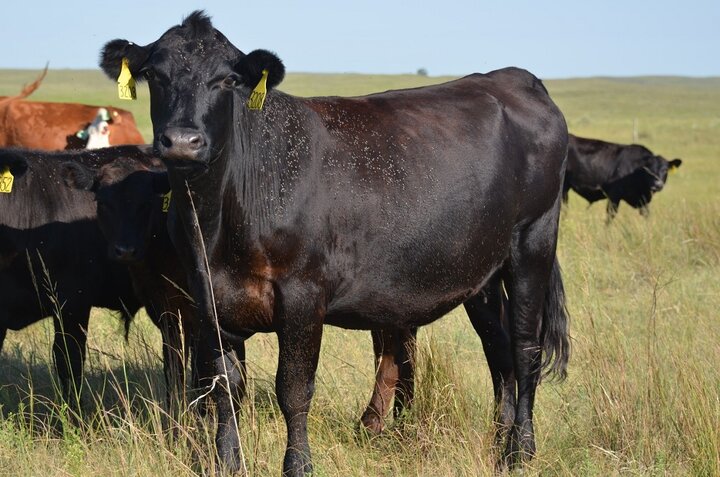 Horn flies on pastured cattle.