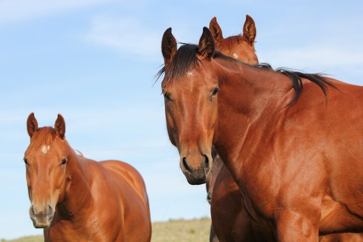 Horses