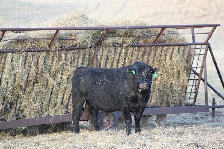 bull in front of hay