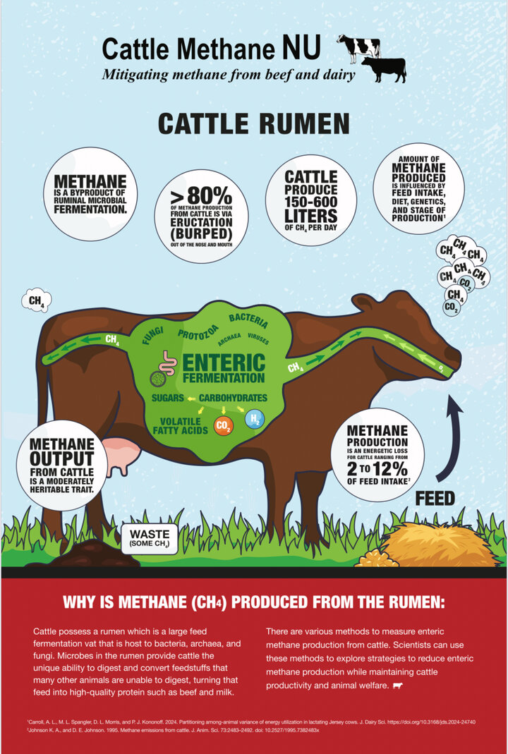 Methane production diagram from ruminants