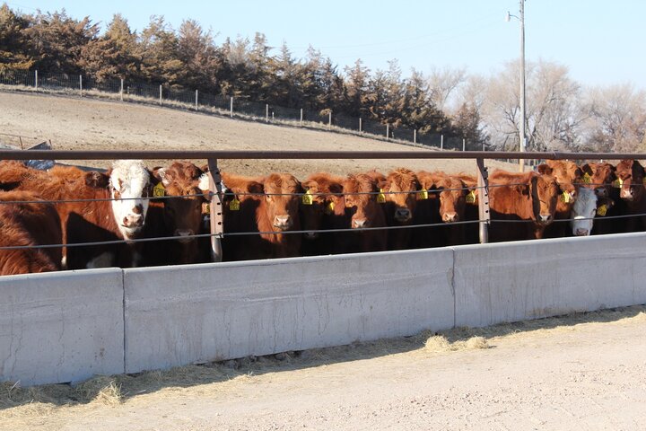 Calves at bunk