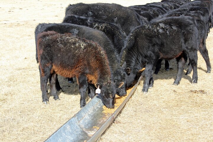 cattle eating feed