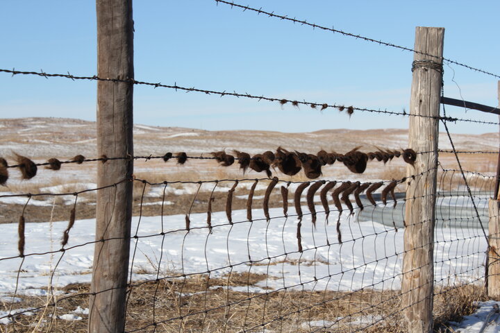Cattle running on fence, leaving hairballs, from cattle lice irritation.