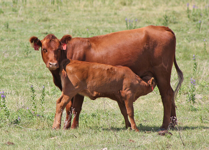 Cow and calf