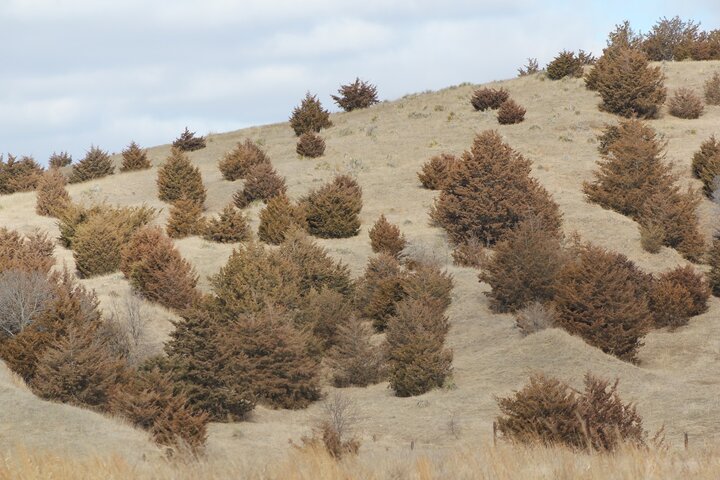 Eastern redcedar