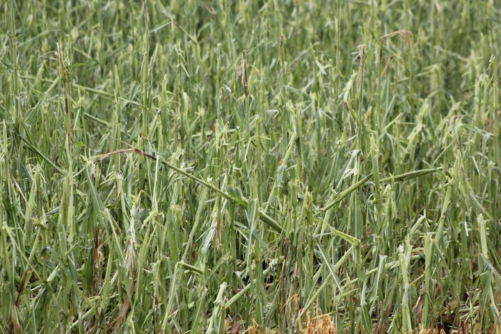 Hailed corn plants