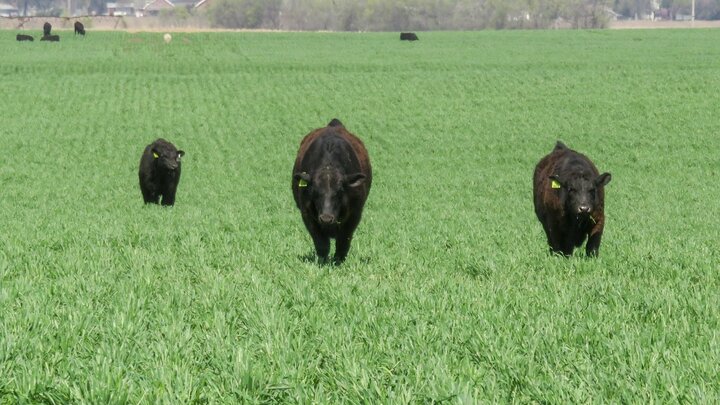 Grazing calves