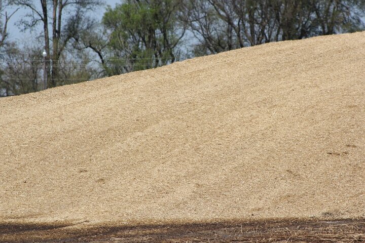 Hailed corn silage